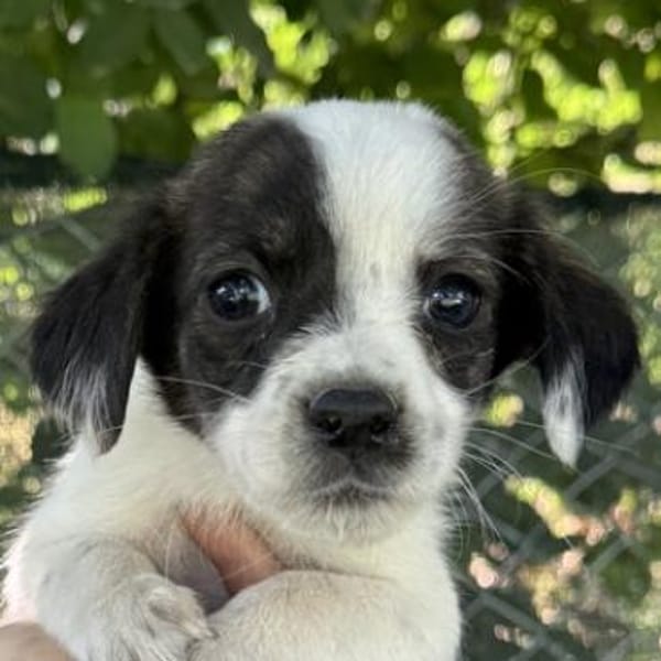 Annika, geb. 04/2025, 51427 Bergisch Gl.