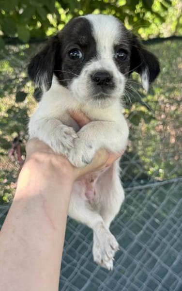 Annika, geb. 04/2025, 51427 Bergisch Gl.