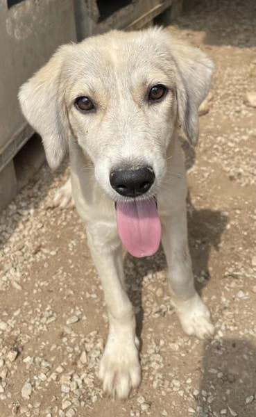 Limja, geb. ca. 04/2022, 35102 Lohra