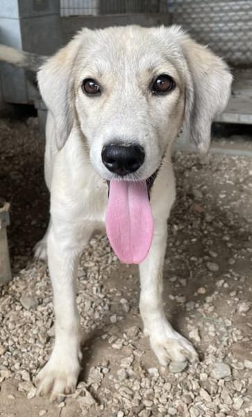 Limja, geb. ca. 04/2022, 35102 Lohra