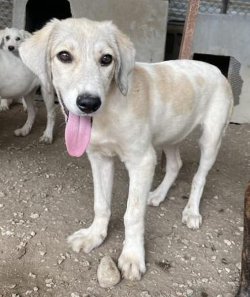 Limja, geb. ca. 04/2022, 35102 Lohra