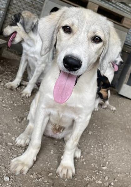 Limja, geb. ca. 04/2022, 35102 Lohra
