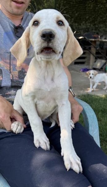 Lila, geb. ca. 03/2025, 58739 Wickede