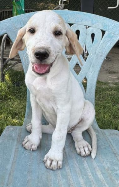 Lila, geb. ca. 03/2025, 58739 Wickede