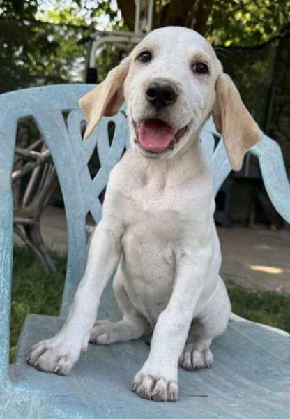 Lila, geb. ca. 03/2025, 58739 Wickede