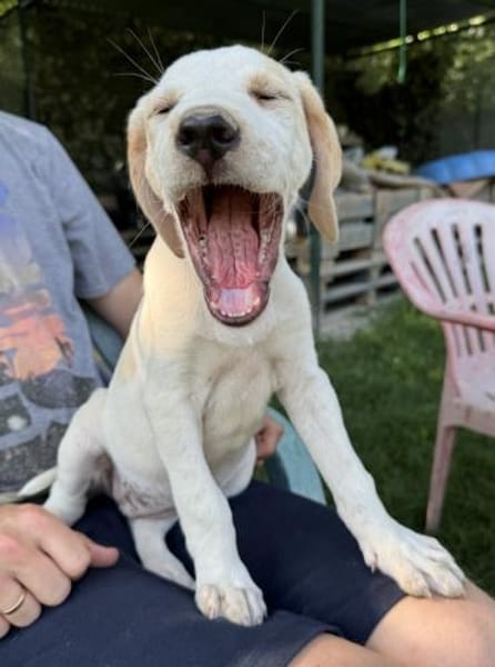 Lila, geb. ca. 03/2025, 58739 Wickede