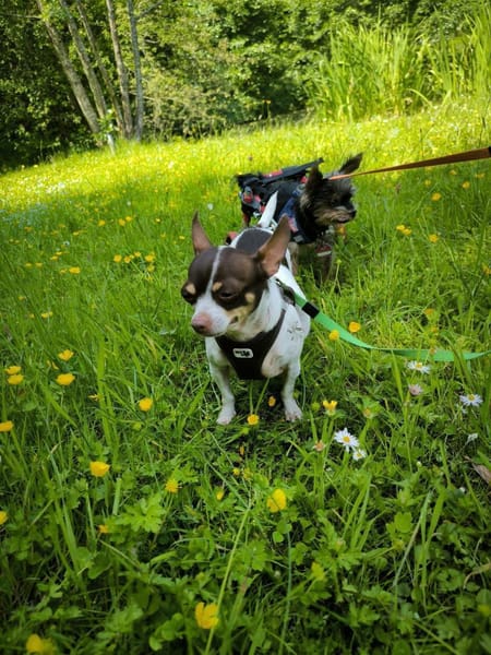 ♥♥Maya sucht ein Zuhause♥♥