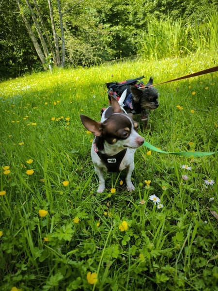 ♥♥Maya sucht ein Zuhause♥♥
