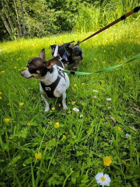 ♥♥Maya sucht ein Zuhause♥♥