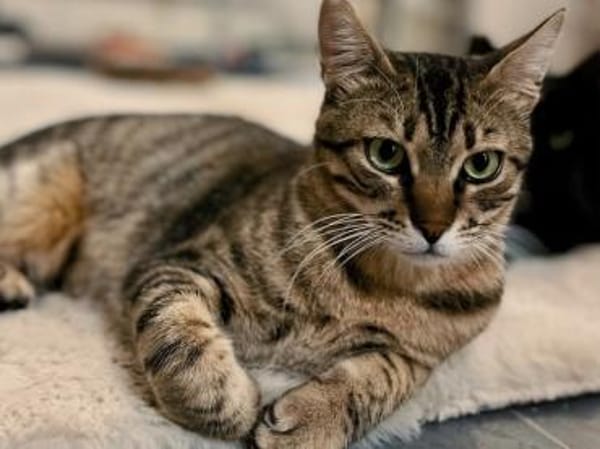 Rancho, behutsames Katerchen,1J in 83064