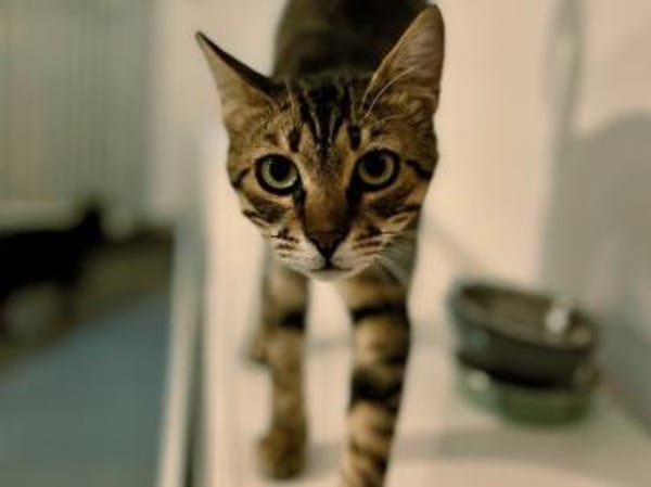 Rancho, behutsames Katerchen,1J in 83064