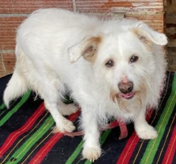 Kleine POPPY sucht Sicherheit und Liebe