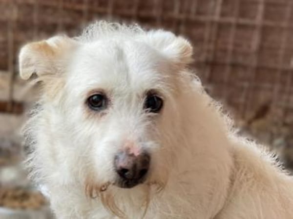 Kleine POPPY sucht Sicherheit und Liebe