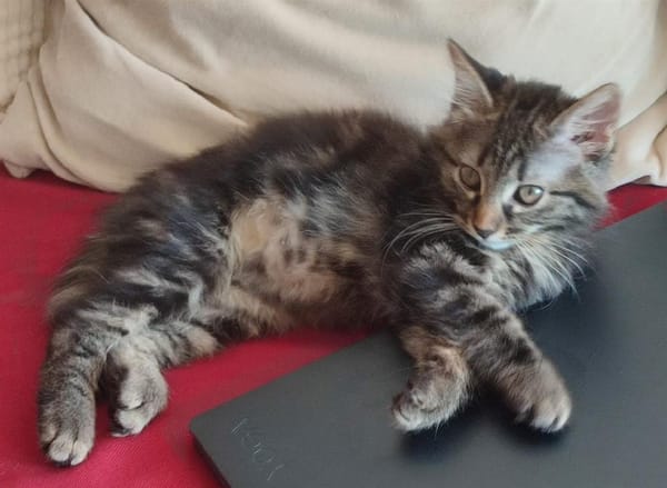 Alya [Chaton]