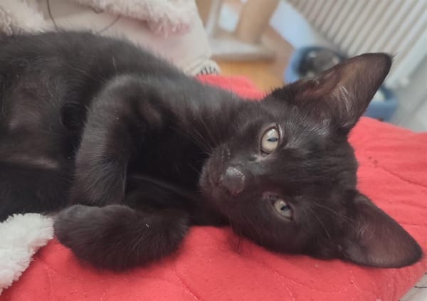 Atlas [Chaton]