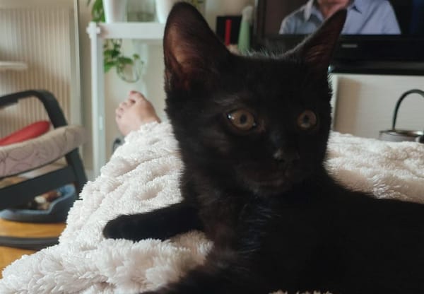 Ariel [Chaton]