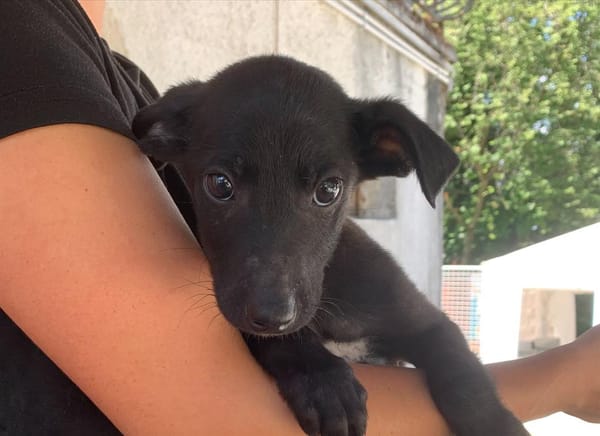 Harry [Chiot]