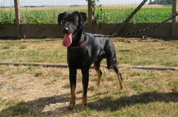 BALTO (réservé)