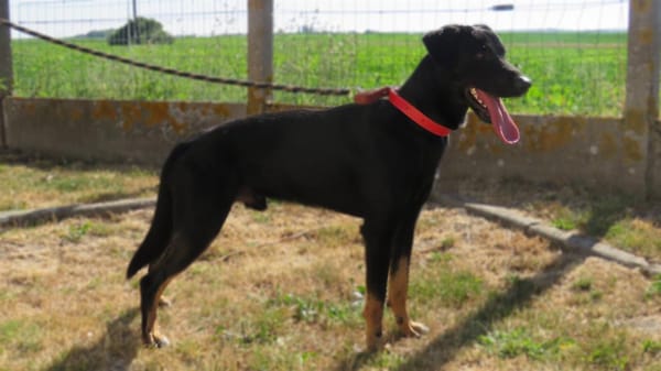 BALTO (réservé)
