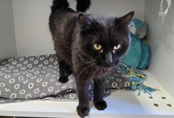 FIGARO