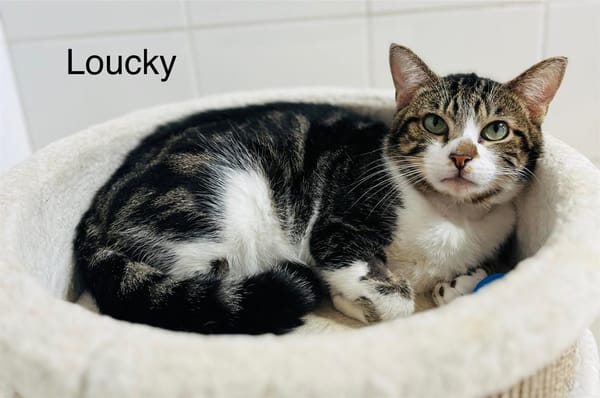 Loucky