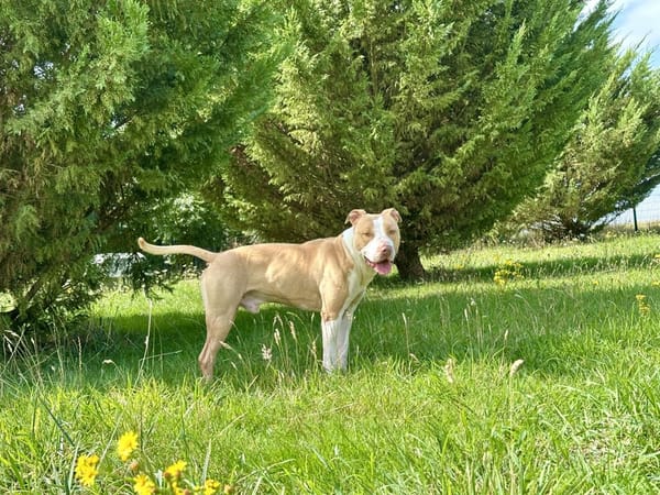 SIMBA
