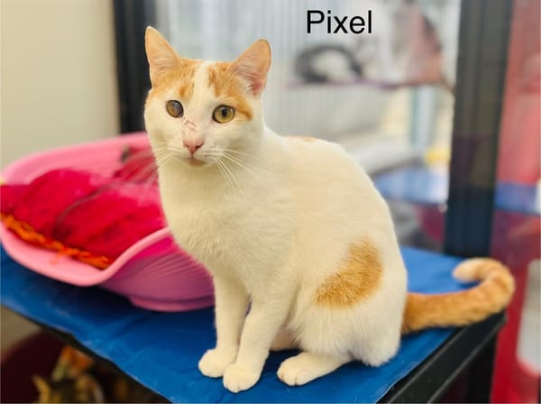 Pixel