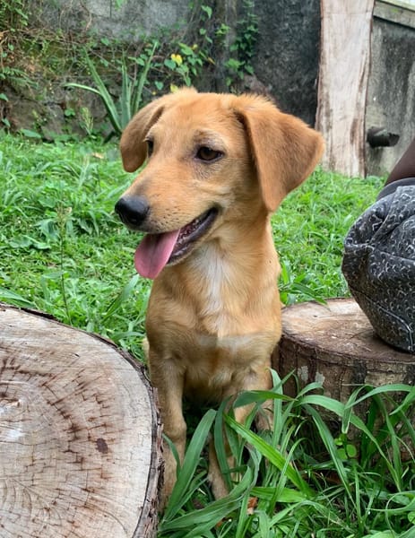 INARI, chiot femelle Berger Créole