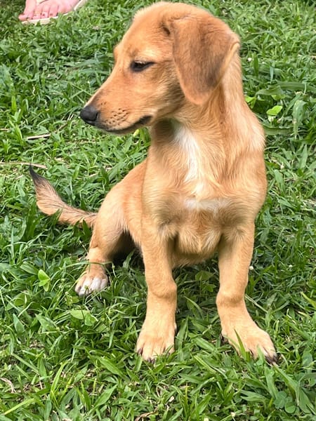 INARI, chiot femelle Berger Créole