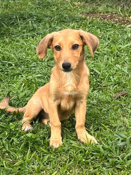 INARI, chiot femelle Berger Créole
