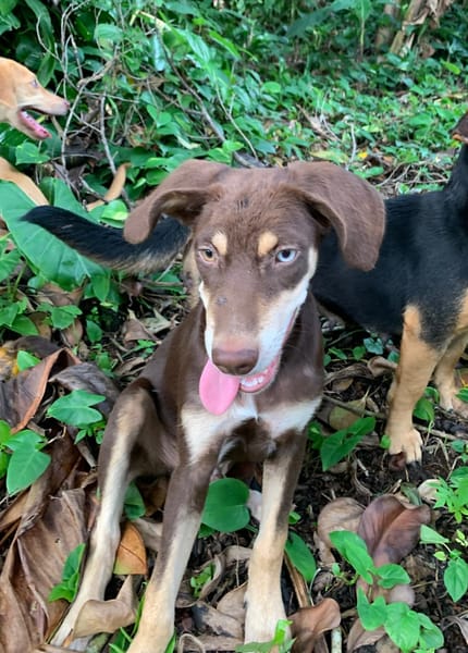 TAIYO, chiot mâle Berger Créole