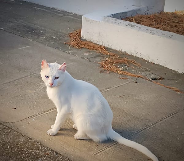 Legolas