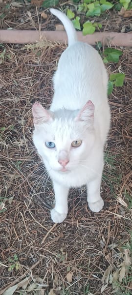Legolas