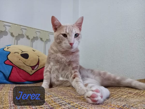 Jerez