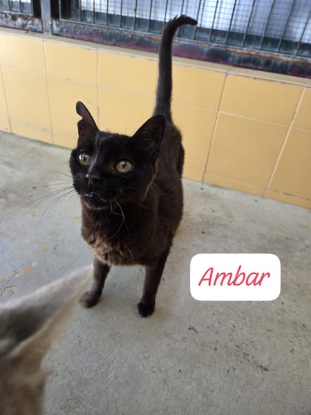 Ambar