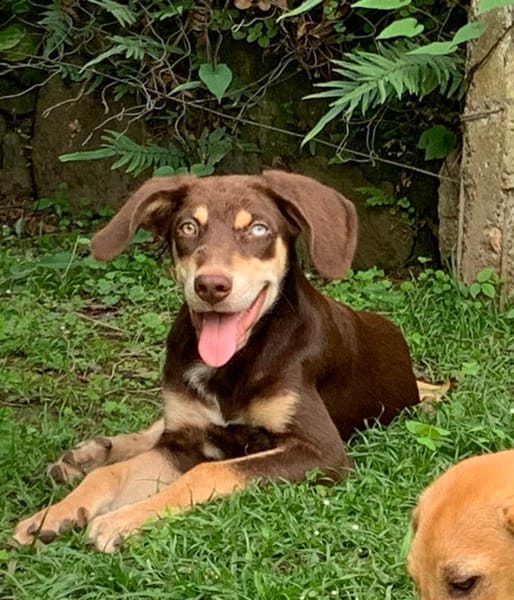 TAIYO, chiot mâle Berger Créole