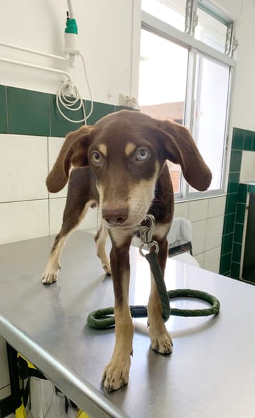 TAIYO, chiot mâle Berger Créole