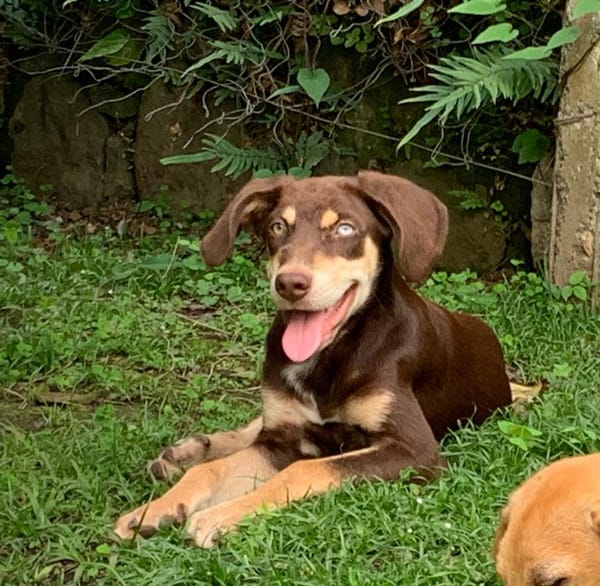 TAIYO, chiot mâle Berger Créole