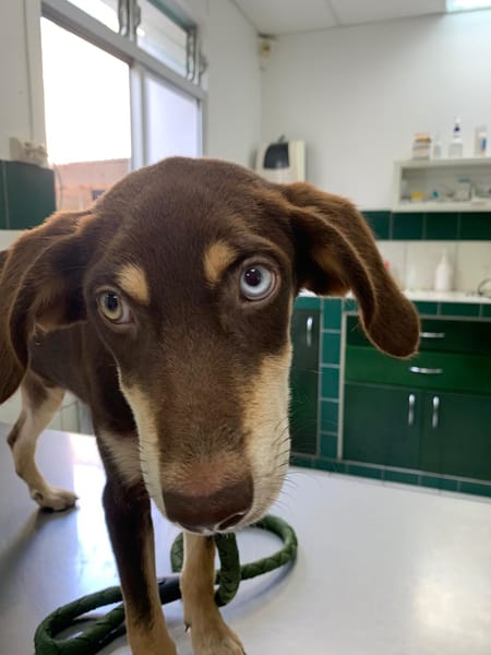 TAIYO, chiot mâle Berger Créole