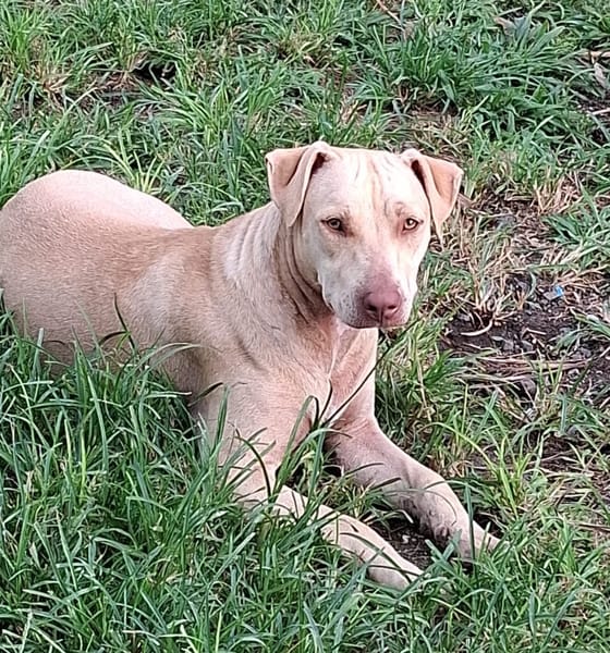 PHOENIX Croisée Labrador Femelle junior