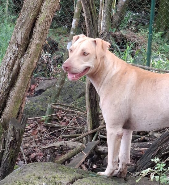 PHOENIX Croisée Labrador Femelle junior
