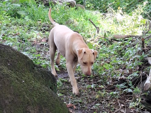 PHOENIX Croisée Labrador Femelle junior
