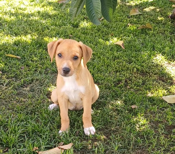 TSILIA, chiot femelle Croisée Labrador