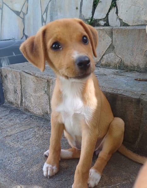 TSILIA, chiot femelle Croisée Labrador