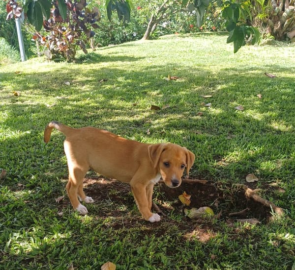 TSILIA, chiot femelle Croisée Labrador