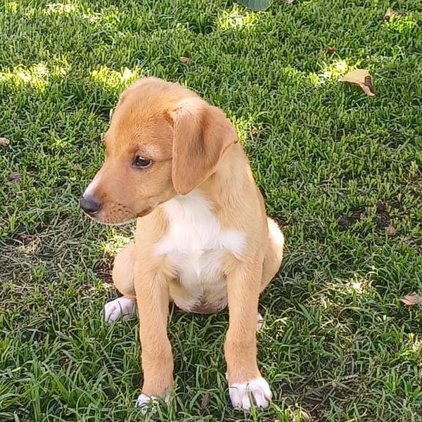 TSILIA, chiot femelle Croisée Labrador