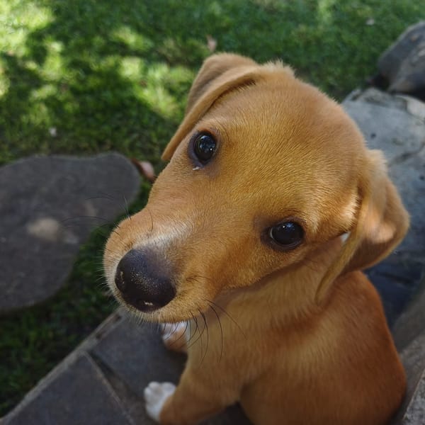 TSILIA, chiot femelle Croisée Labrador