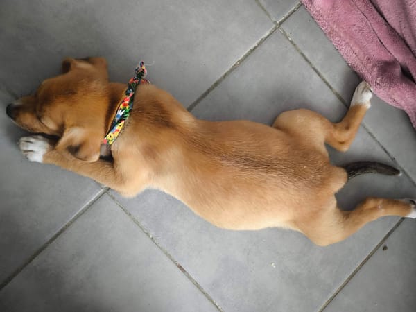 TSILIA, chiot femelle Croisée Labrador