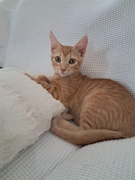 BOBBY-PIGGY, chaton mâle type européen
