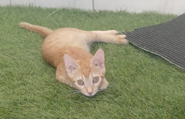 BOBBY-PIGGY, chaton mâle type européen